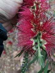 Melaleuca viminalis viminalis