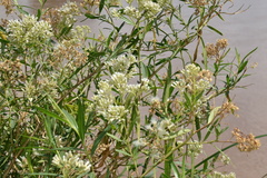 Baccharis salicifolia