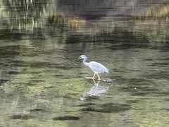 Egretta novaehollandiae novaehollandiae