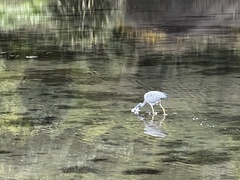 Egretta novaehollandiae novaehollandiae