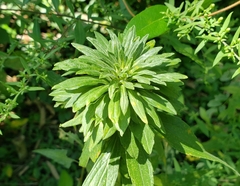 Procecidochares atra