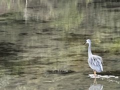 Egretta novaehollandiae novaehollandiae