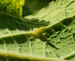 Celticecis spiniformis