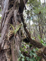 Astelia argyrocoma