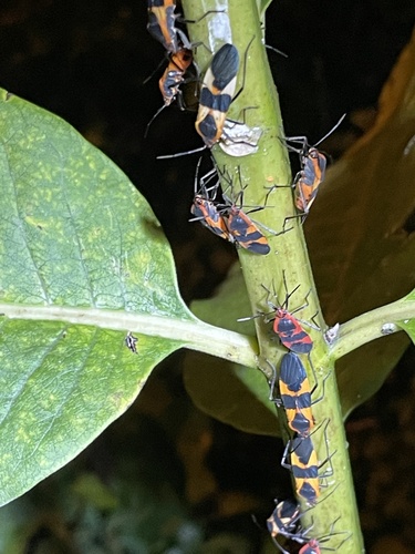 Large Milkweed Bug photographed in Delaware