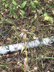 Carlina biebersteinii