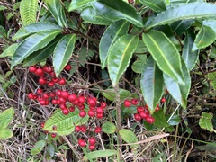 Ardisia crenata image