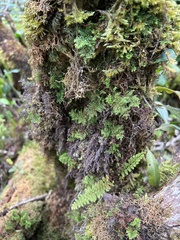 Adenophorus tamariscinus