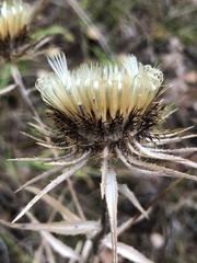 Carlina biebersteinii