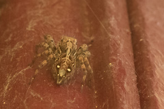 Plexippus paykulli