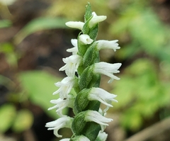 Spiranthes ovalis erostellata
