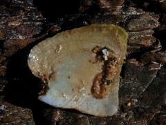 Isognomon