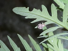 Pseudocneorhinus bifasciatus
