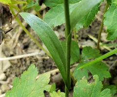 Spiranthes ovalis erostellata