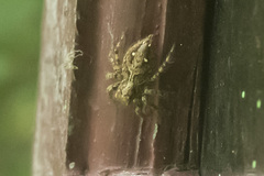 Plexippus paykulli