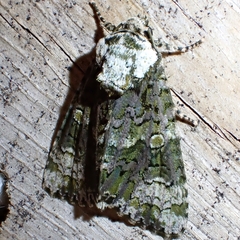 Craniophora ligustri
