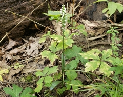 Spiranthes ovalis erostellata