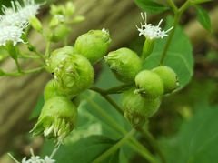 Schizomyia eupatoriflorae