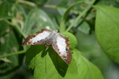 Antigonus emorsa