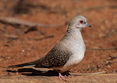 Geopelia cuneata
