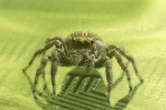 Plexippus paykulli