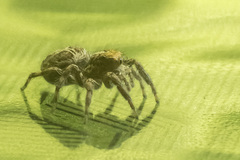 Plexippus paykulli