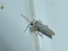 Coniopterygidae