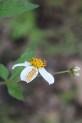 Chrysoecia atrolinea