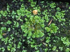 Marchantia polymorpha