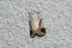 Sphragifera biplagiata