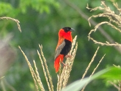 Euplectes franciscanus