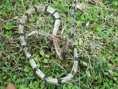 Myrichthys colubrinus