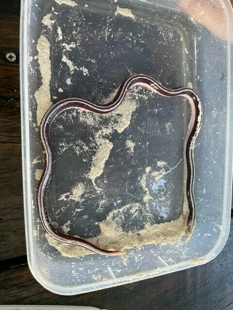 Blacksaddle snake eel (Callechelys catostoma) — Ophichthidae