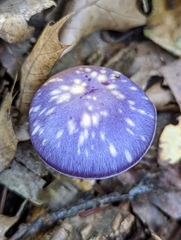 Cortinarius iodes