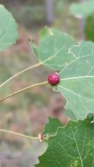 Harmandiola tremulae