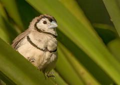 Stizoptera bichenovii