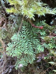 Adenophorus abietinus