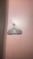 Tetanolita mynesalis