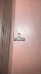 Tetanolita mynesalis