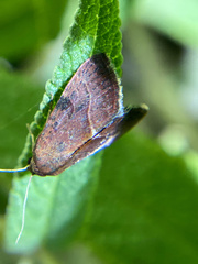 Galgula partita