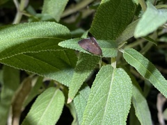 Galgula partita