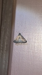 Tetanolita mynesalis