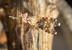 Trixoscelis