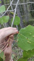 Eriophyes diversipunctatus
