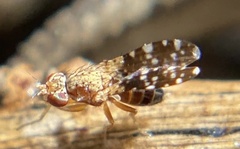 Trixoscelis