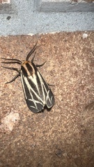 Apantesis phalerata