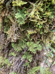 Adenophorus abietinus