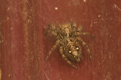 Plexippus paykulli