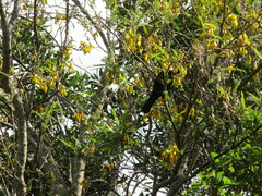 Prosthemadera novaeseelandiae novaeseelandiae