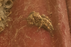 Plexippus paykulli